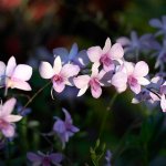 CRW_5695_small