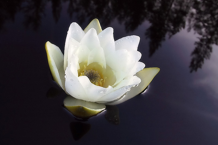 Lily