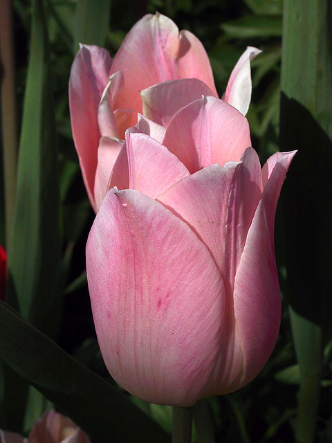 PinkTulips