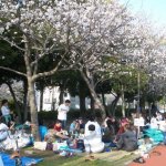 Hanami 20070407 019