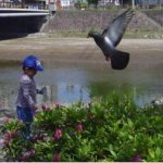 ichi_amp_pigeon