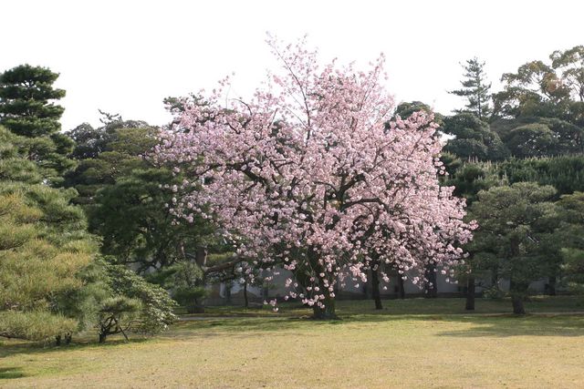 aab
