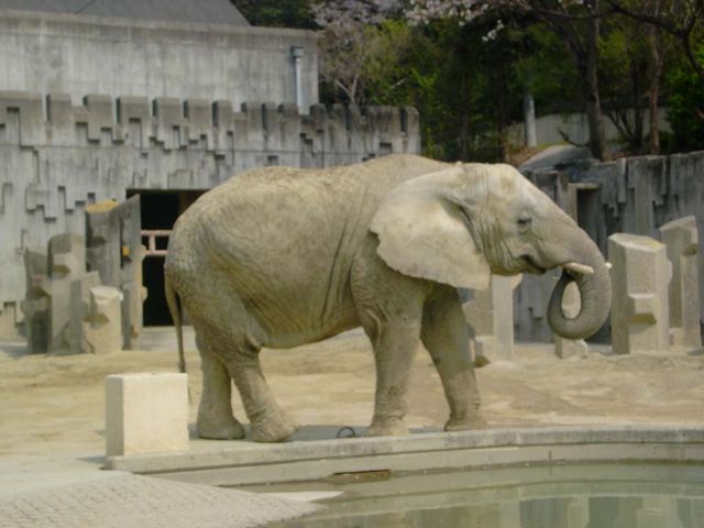aan
